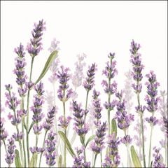 Salvrätikud 33cm 3-k. 20tk LAVENDER SHADES VALGE